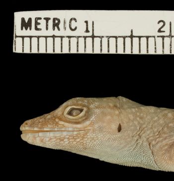 Media type: image;   Herpetology R-171392